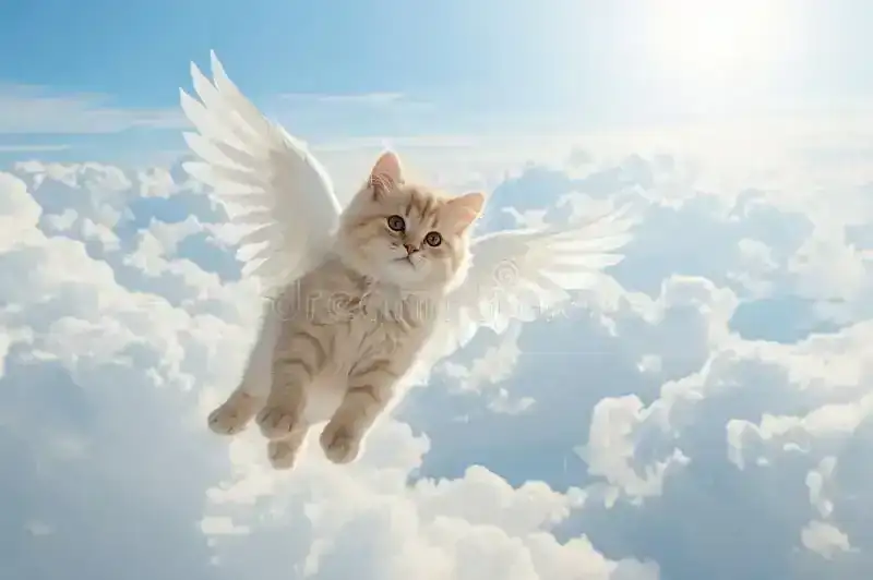 29676.webp