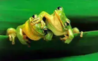 2ranas.webp