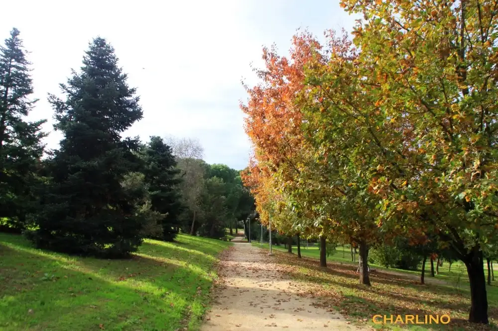 3-IMG-20241117-150756.webp