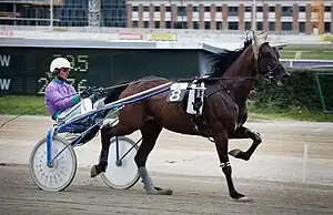 300px-Vienna_-_Trotting_racer_at_the_Krieau_-_6602.webp