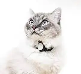 31+z3zzGEVL._AC_SY1000_.webp