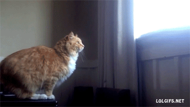 31d68f4442a3e64c8bb40ac8ab92a8a0.gif