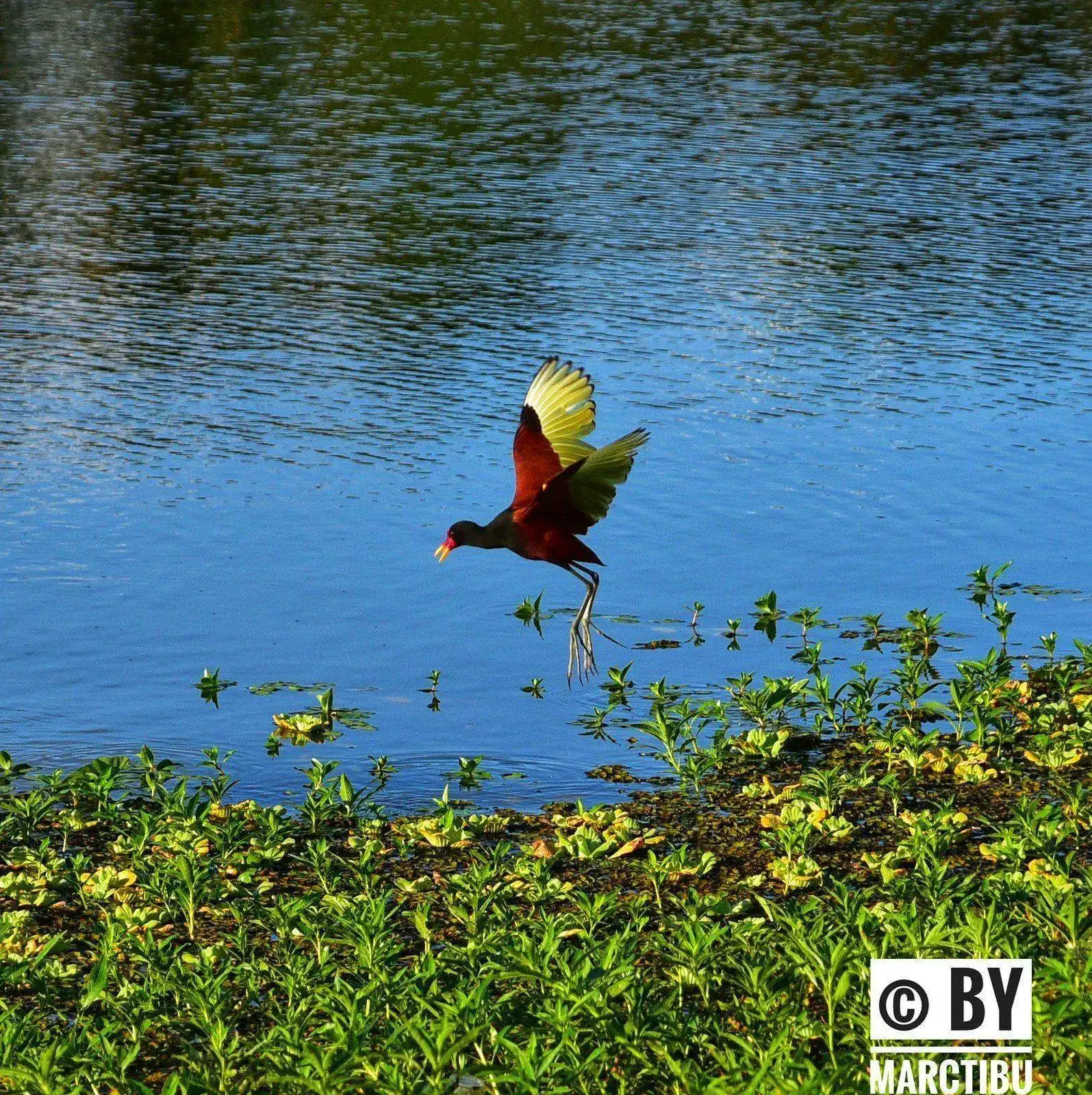 32405403918_97f9e569be_h.webp