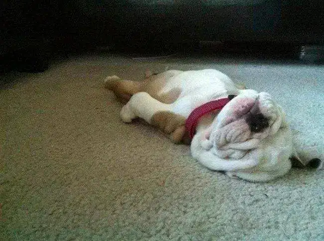 33-perro-durmiendo-boca-arriba-desmayado.webp