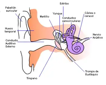 350px-Anatomia_oido_humano.webp