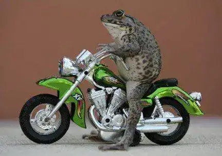 360_la_rana_motociclista.webp