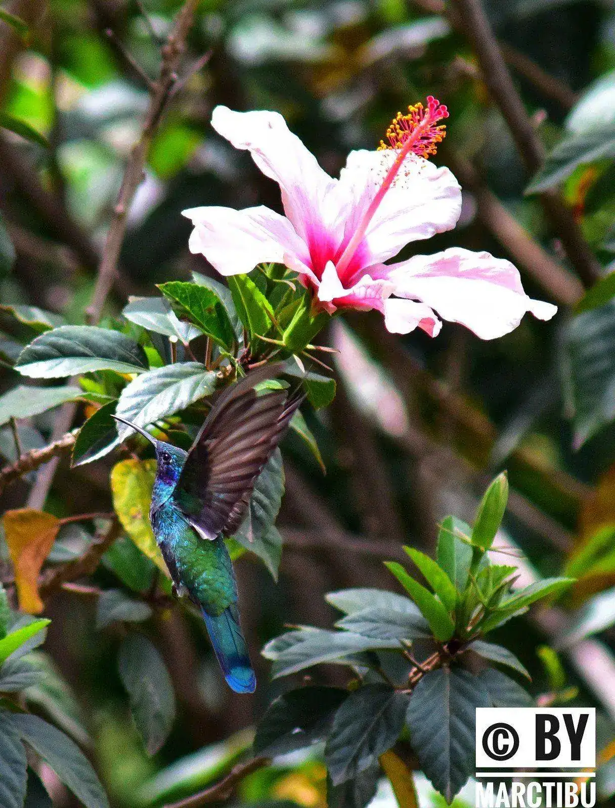 43994487460_7f25e94558_h.webp