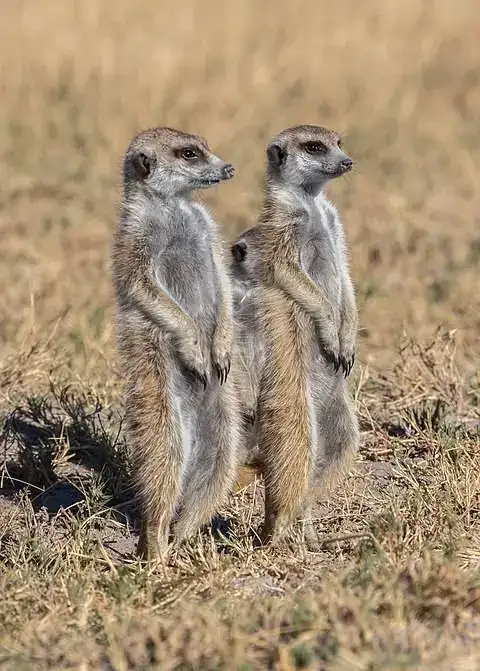 480px-Suricatos_(Suricata_suricatta),_parque_nacional_Makgadikgadi_Pans,_Botsuana,_2018-07-30,...jpg