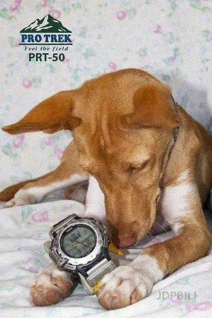 48328650716_bf218260a6_z.webp