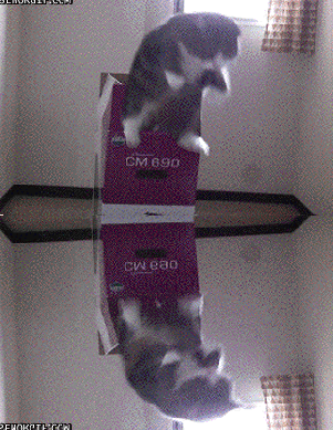 48B461059347417C764615FC4B082CCB9D4752B5.gif