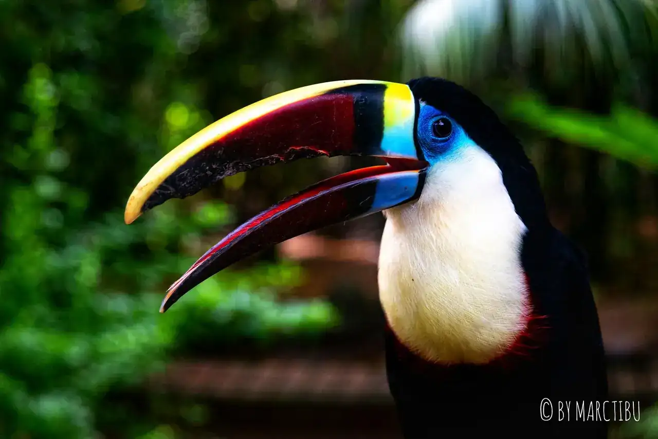 49673017873_9224d66299_h.webp