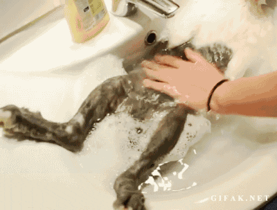 4E945D79-C9DB-4FF7-8594-2BAF2CC0EE2E.gif