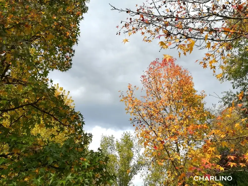 5-IMG-20241117-144448.webp