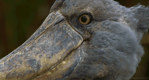 50f5c354afa96f5e3000008b.gif