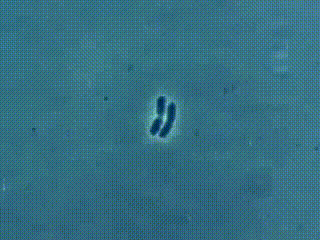 562f694bdd753736240349c651561366.gif