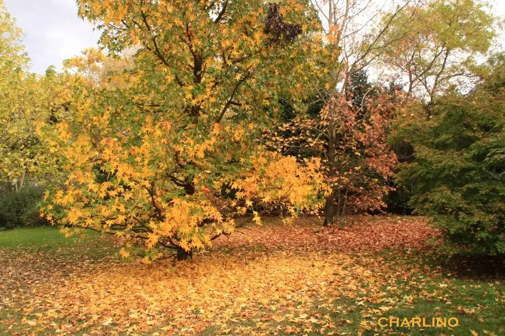 6-IMG-20241117-145256.webp