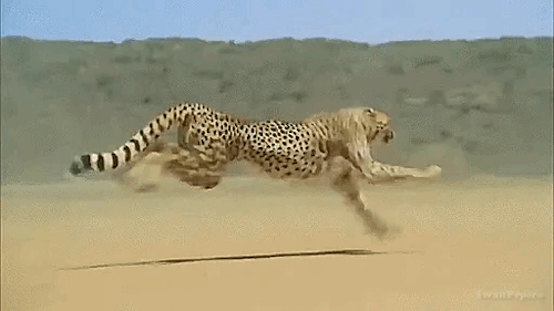 63C2A546-E6CA-48D4-AD80-4693C3474AFA.gif