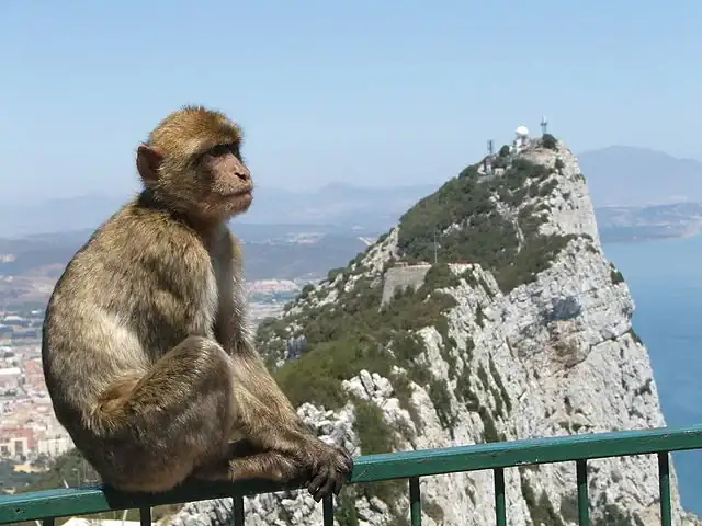 640px-Rock_of_Gibraltar_Barbary_Macaque.webp