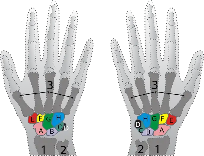 687px-Carpus.svg.webp