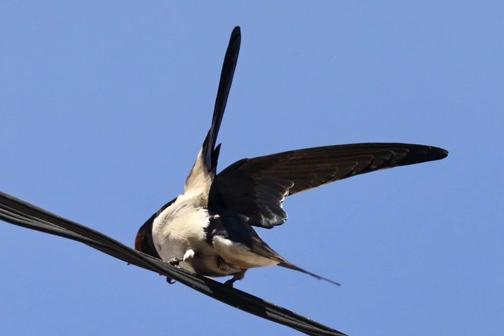 6F5A5948.webp