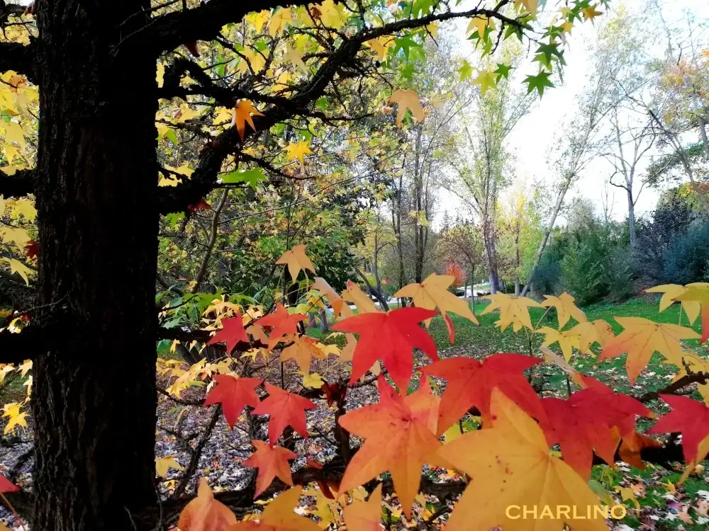 7-IMG-20241123-173359.webp
