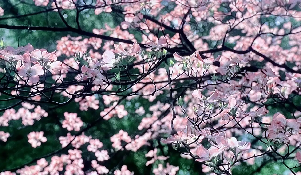 700-A4-D71-B4-AC-48-F1-B04-D-5-F458667038-F.webp