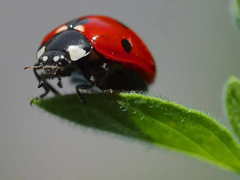 800px-Ladybird.webp
