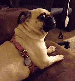 88b6b006652378a4252456759efd5e7aa3dd1091&rid=giphy.gif