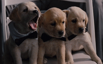 8b13d6f055c98332fbce3cc3efba1f4b.gif
