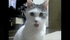 8B9DF9DF-A45F-454C-8CC0-7FF75197ED98.gif
