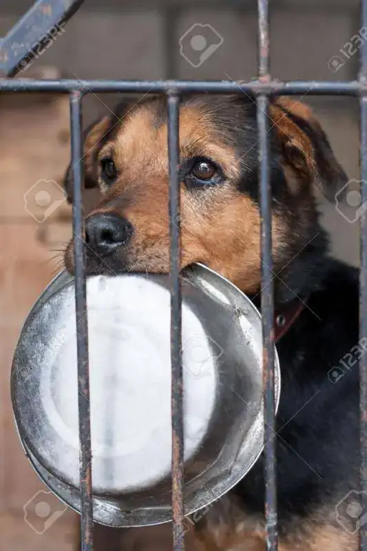 9091717-Perro-hambriento-con-bowl-encerrado-en-la-jaula-Foto-de-archivo.webp