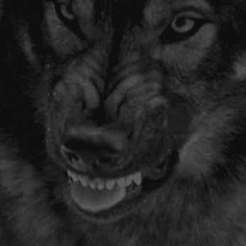 952e8de49dfe29460666a2f55521c6bc.gif