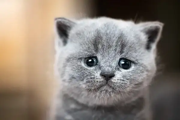 A-gray-cat-crying-looking-upset.webp