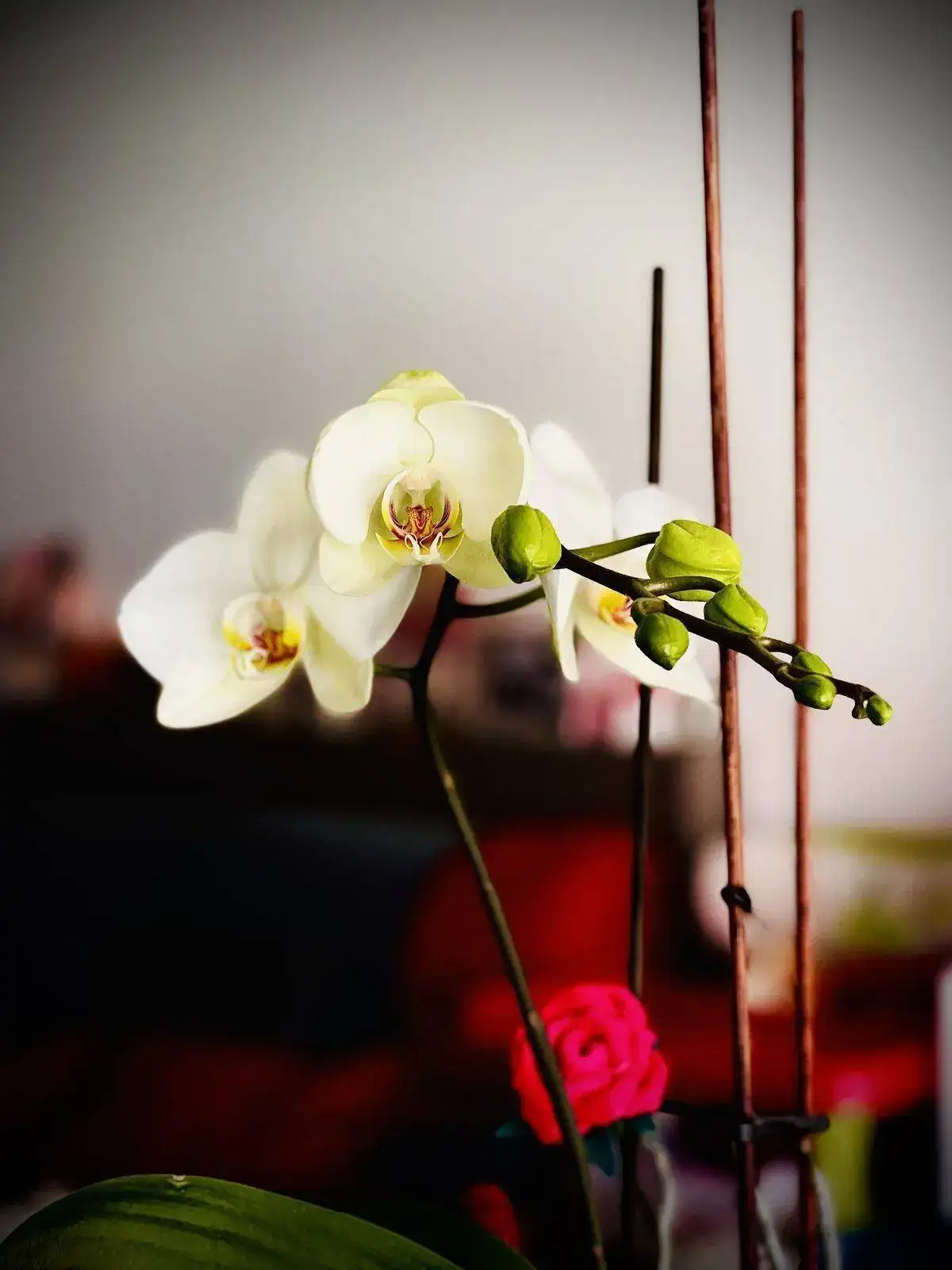 A106438D-3742-4D86-B66A-9AE45F47E277.webp