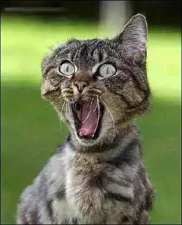 %A1Qu%C3%A9%2Bsusto!%2B%C2%A1P%27habernos%2Bmatao!.webp