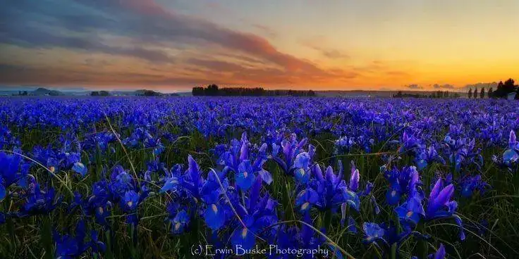 aa-blue-iris.webp