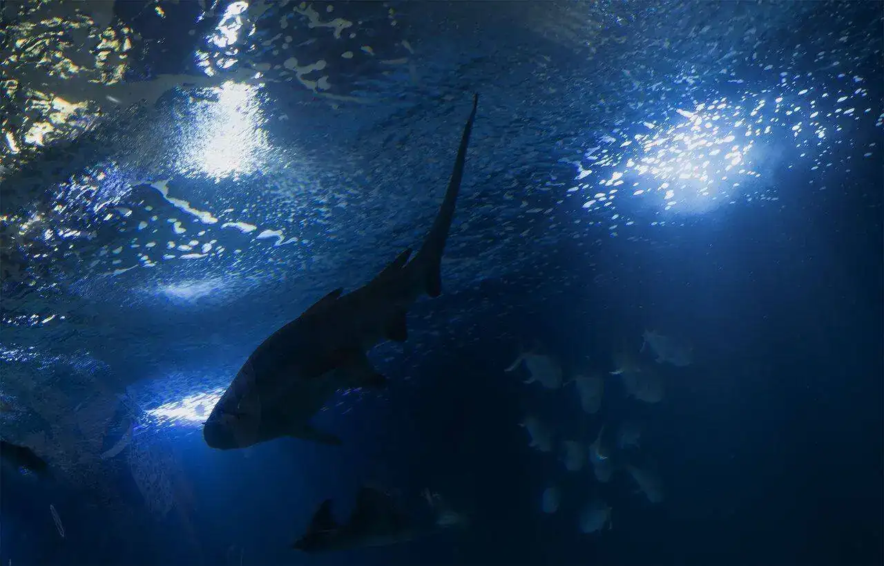 Acuarium 01.webp