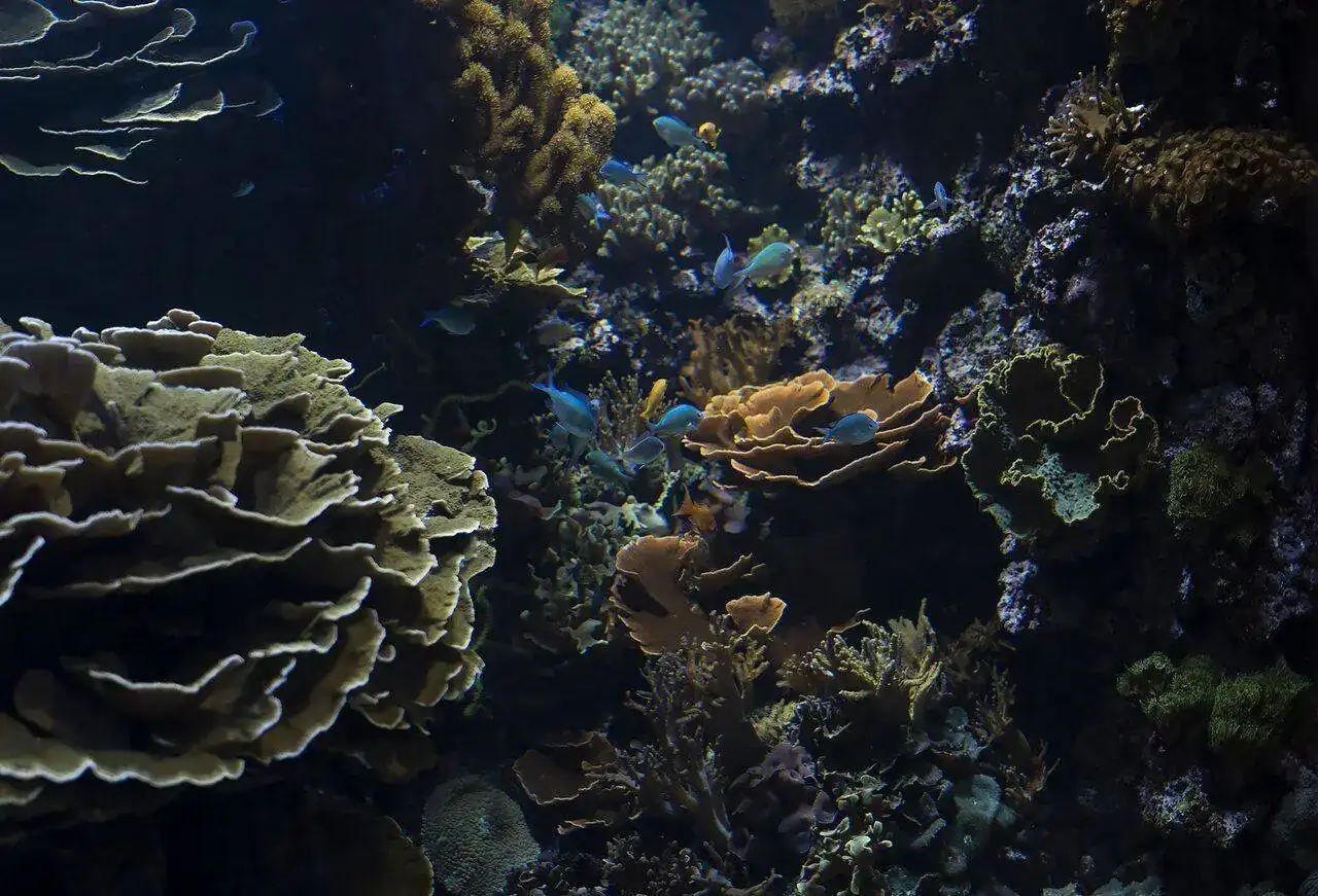 Acuarium 2  01.webp