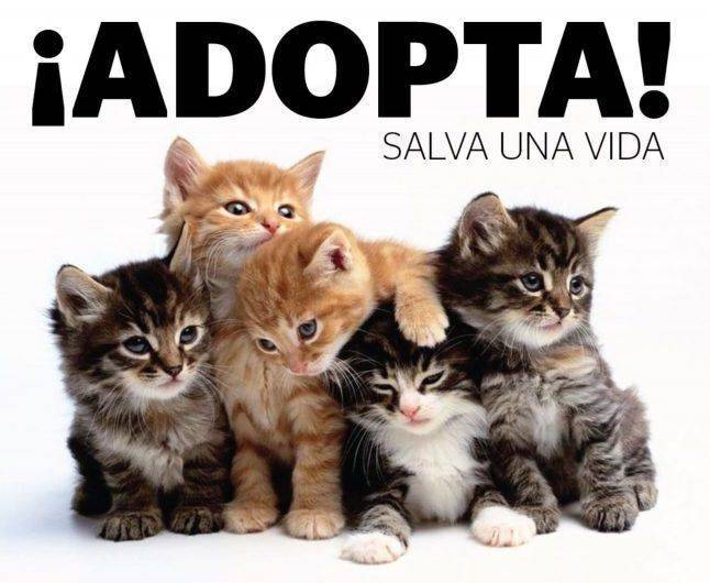 adopta-gato-e1517253900720.jpg