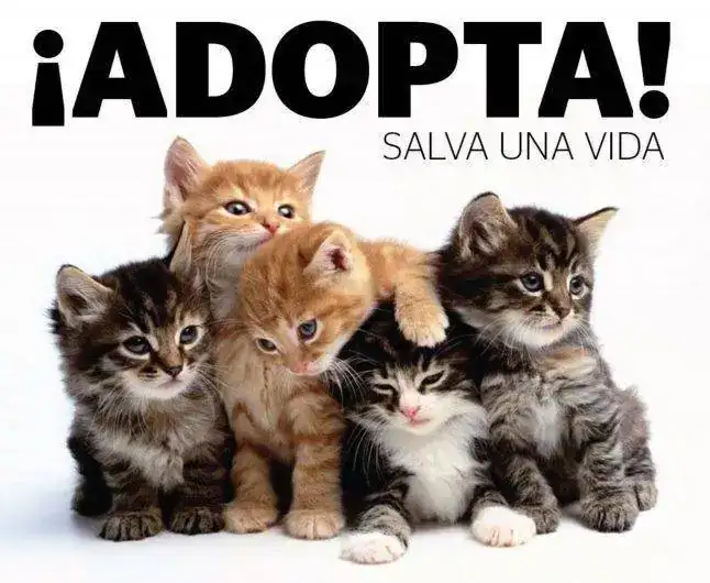 adopta-gato-e1517253900720.webp