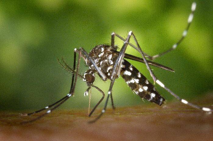 Ae-albopictus-mosquito.jpg