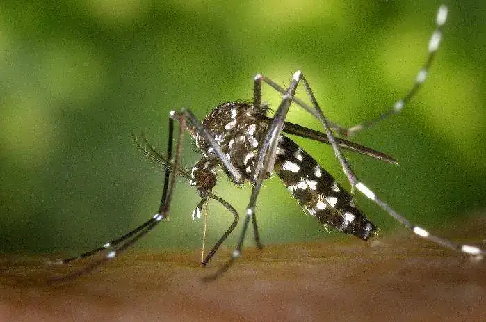 Ae-albopictus-mosquito.webp