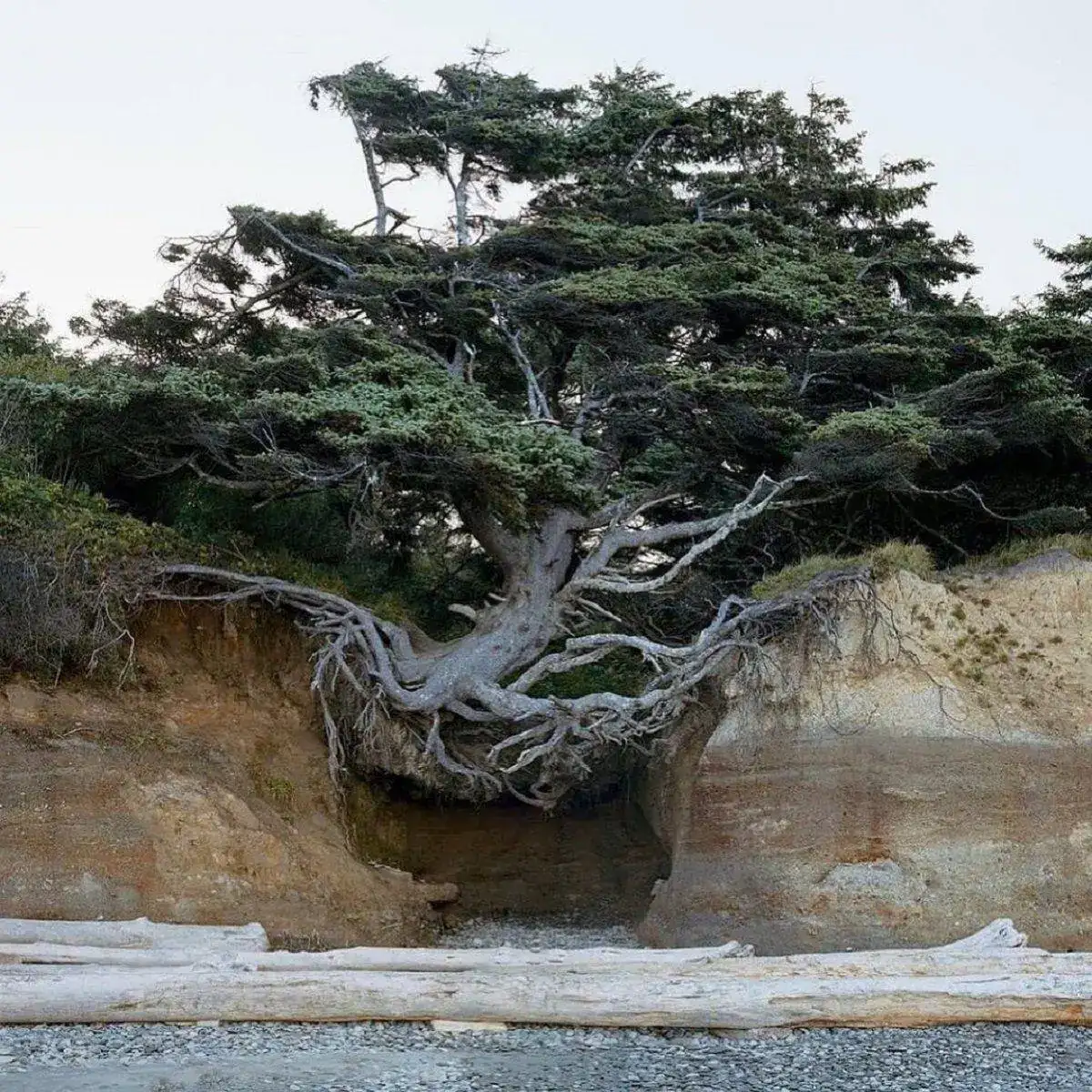 Aferrandose a la vida.webp