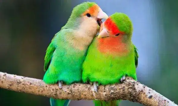 agapornis1.webp