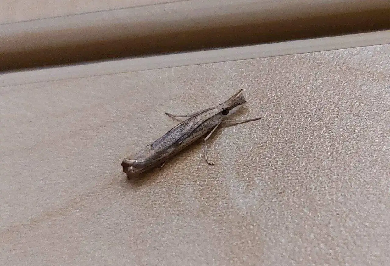 AGRIPHILA20230919_214935.webp