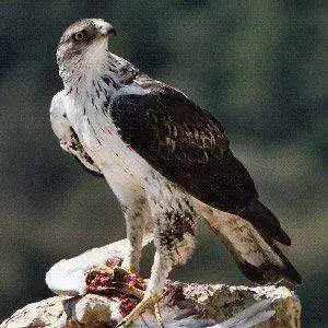 aguila-perdicera.webp