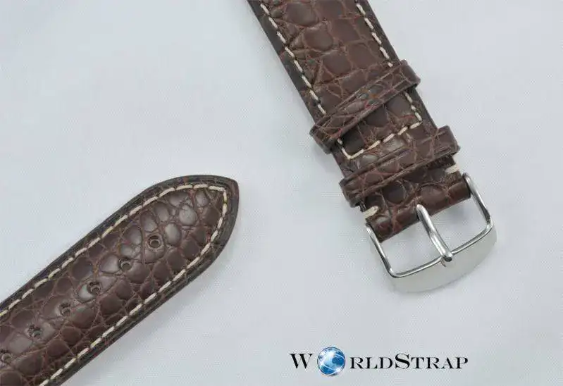 Alligator4-1.webp