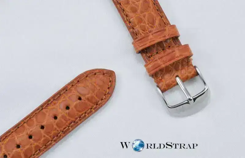 Alligator4.webp