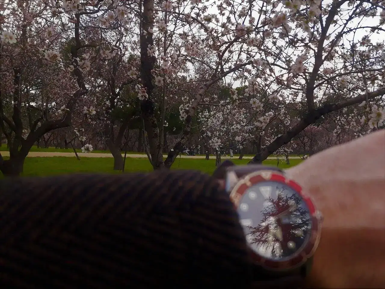 AlmendrOrient 1.webp