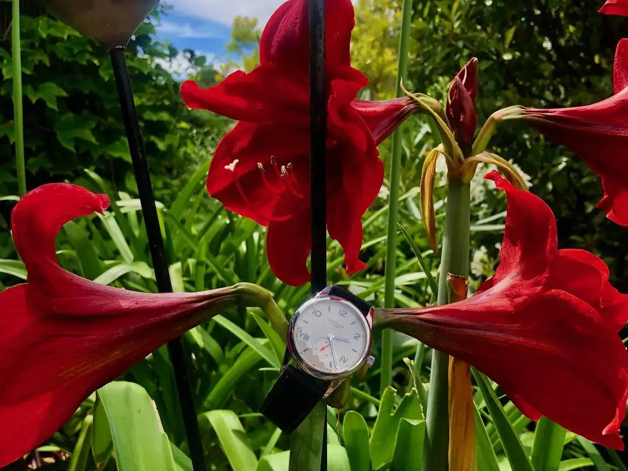 Amaryllis Hippesastrum.webp